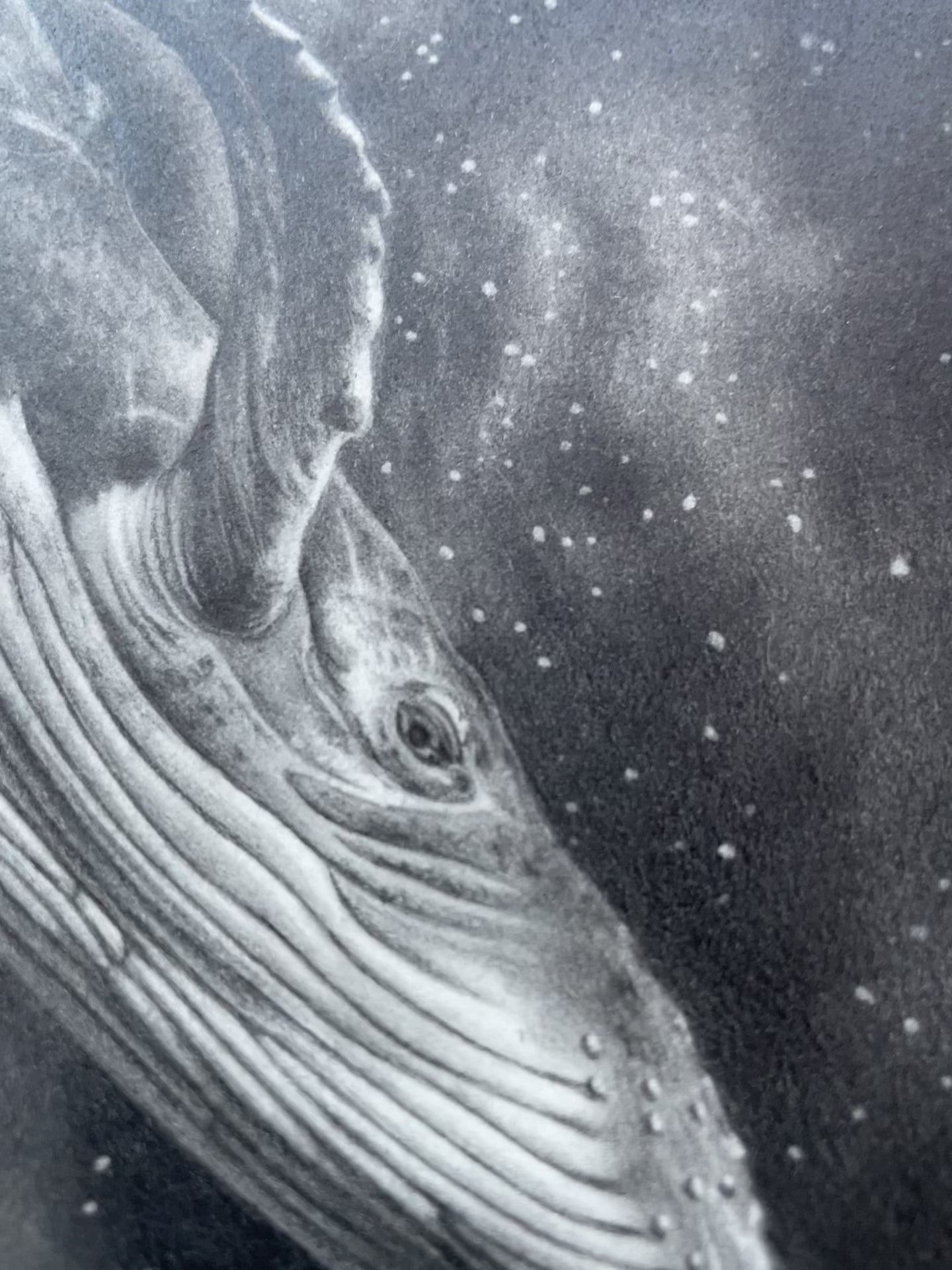 Video of whale in space among the stars